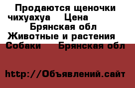 Продаются щеночки чихуахуа  › Цена ­ 8 000 - Брянская обл. Животные и растения » Собаки   . Брянская обл.